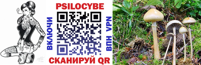 дарк нет официальный сайт  Ярославль  Галлюциногенные грибы Psilocybe 